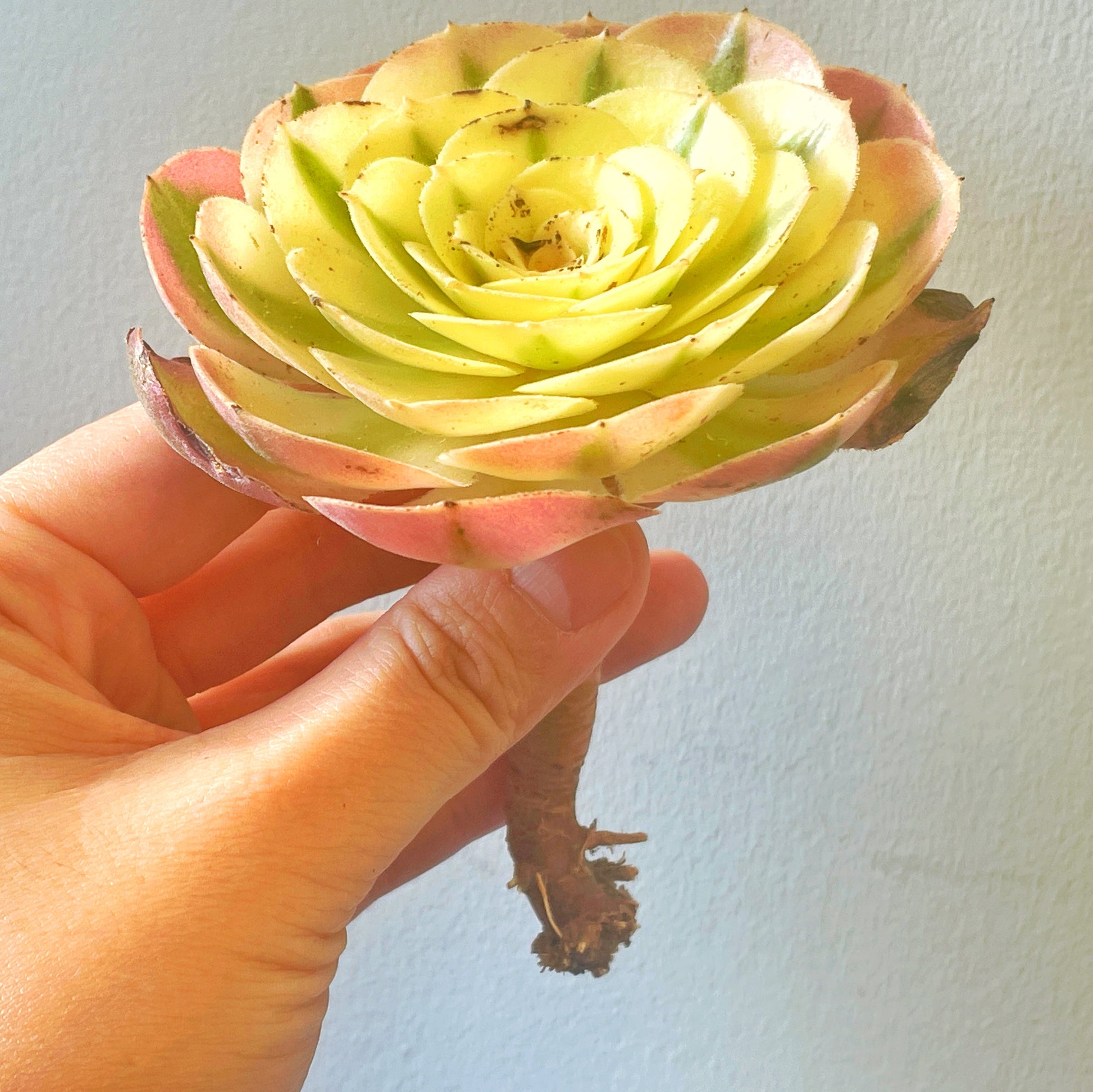 Green succulent plant 