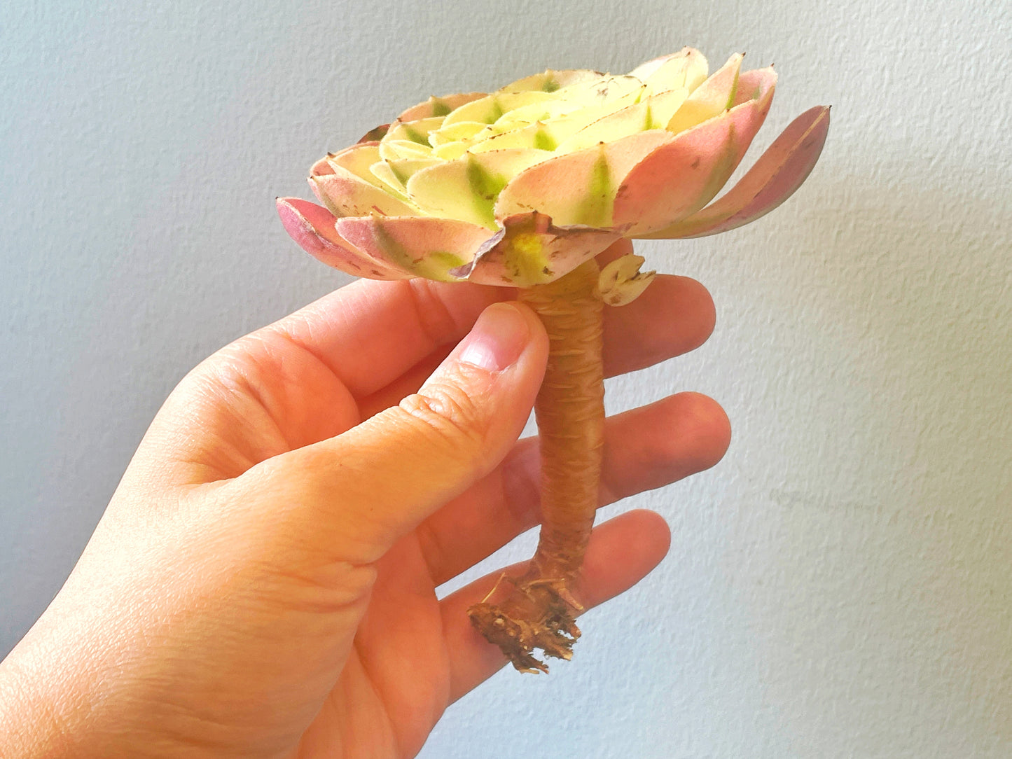Green succulent plant 