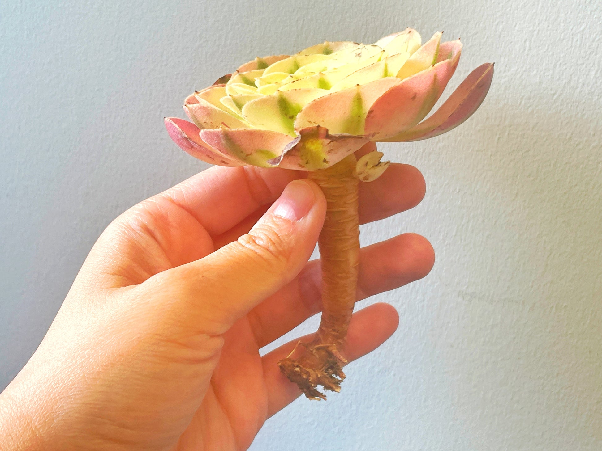 Green succulent plant 