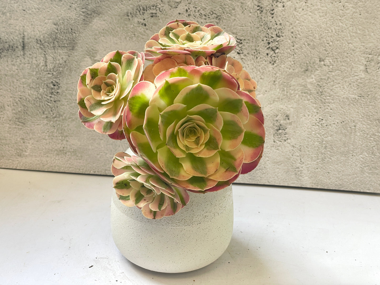 pink and green succulents