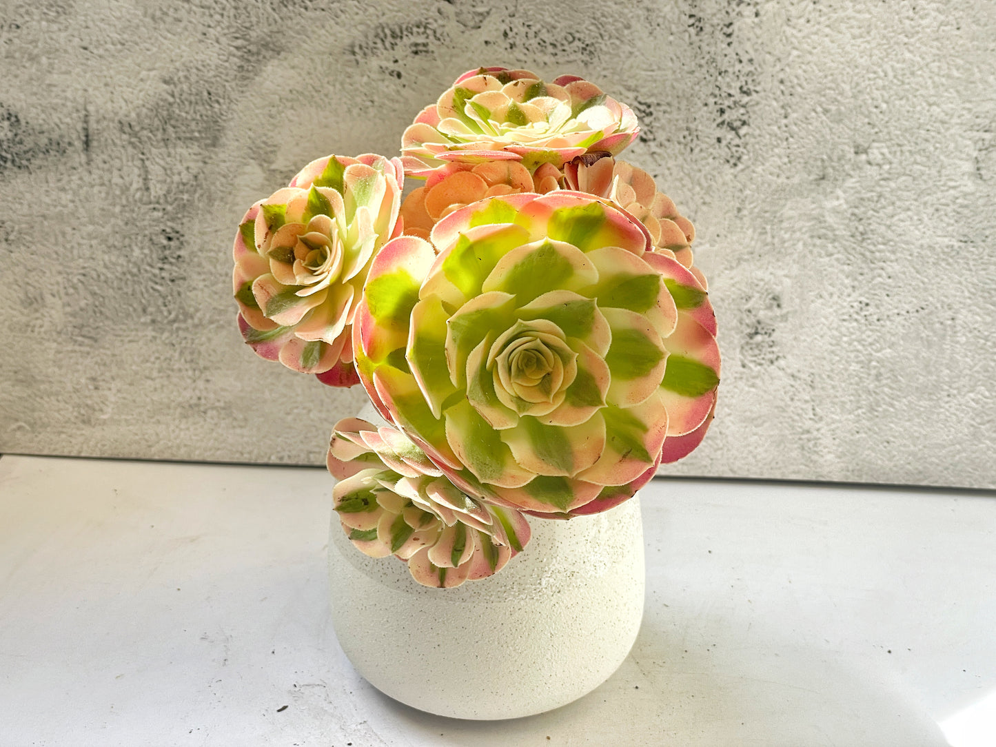 pink and green succulents