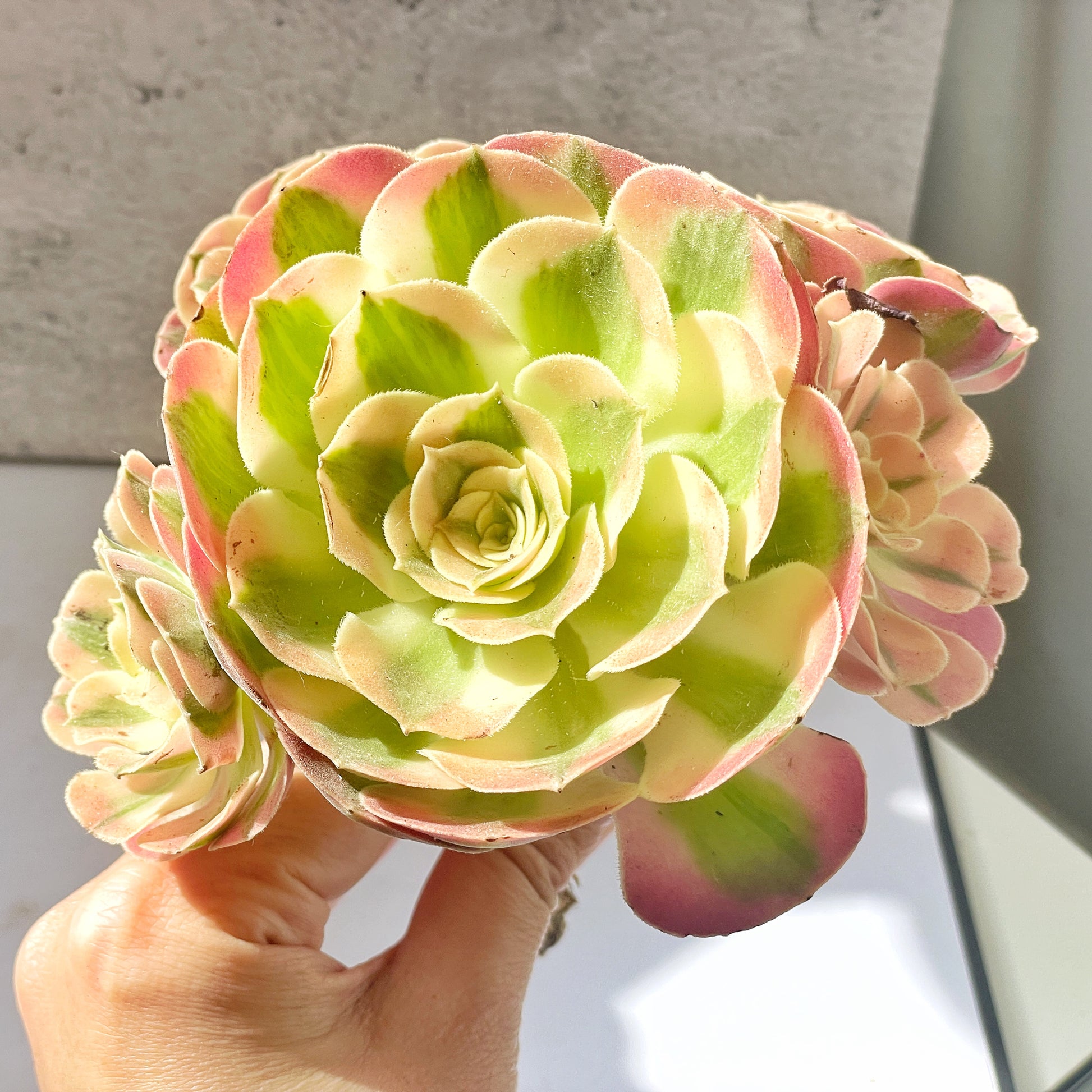pink and green succulents