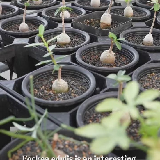 Fockea edula – Unique Caudex Plant