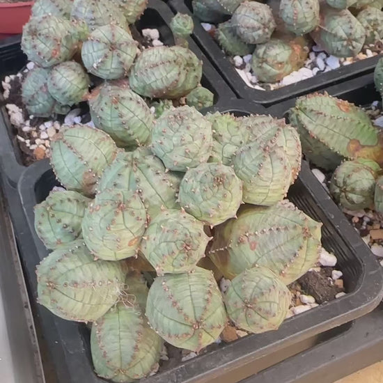 Rare Multi-Head Euphorbia Obesa Cluster | Living Baseball Plant | Collector Succulent 07