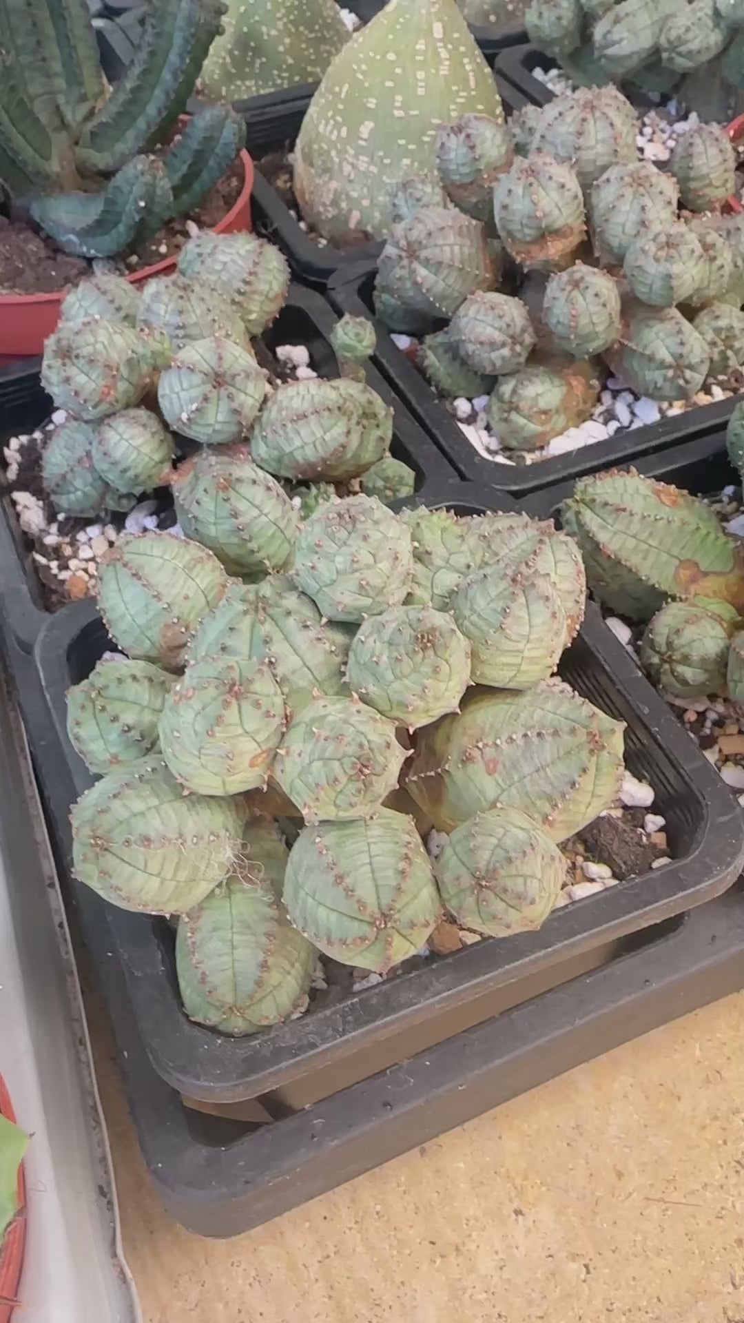 Rare Multi-Head Euphorbia Obesa Cluster | Living Baseball Plant | Collector Succulent 07