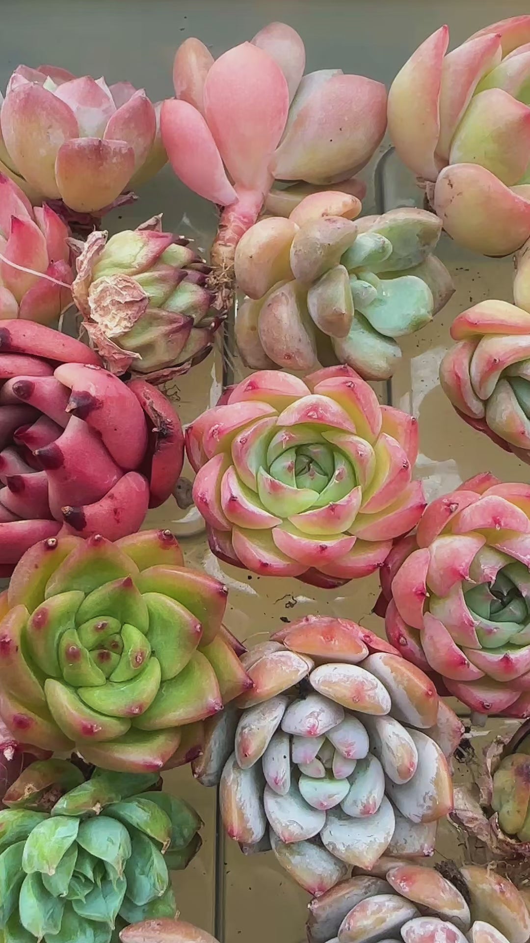 Random Mixed Succulent Cuttings Bare Root | DIY Succulent Collection | Optional Premium Succulent Soil