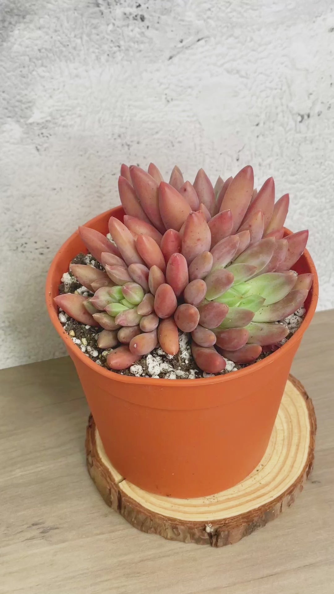 Pink Clumping Rosette Succulent - Chic Chic Plants