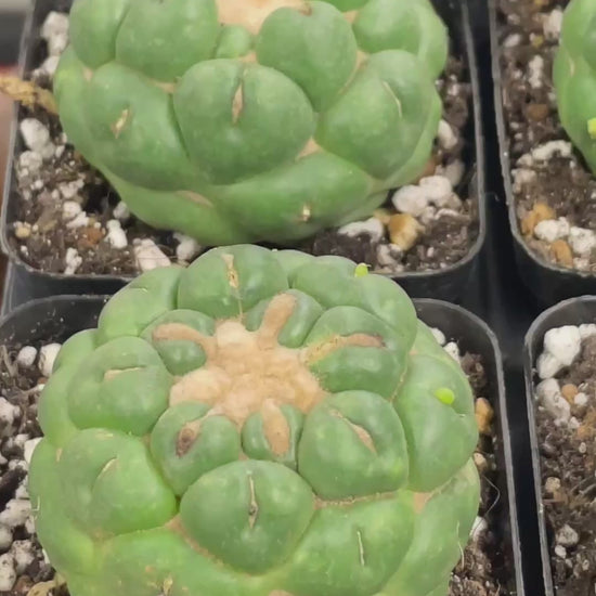 Coryphantha Elephantidens Spineless Cactus 