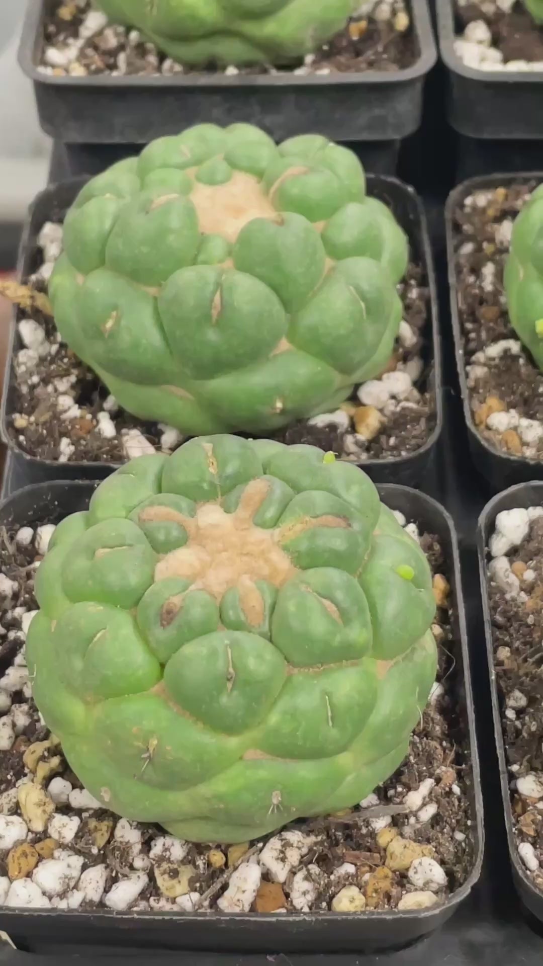 Coryphantha Elephantidens Spineless Cactus 