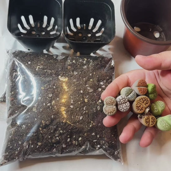 Colourful Lithops - New Starter Kit - 0