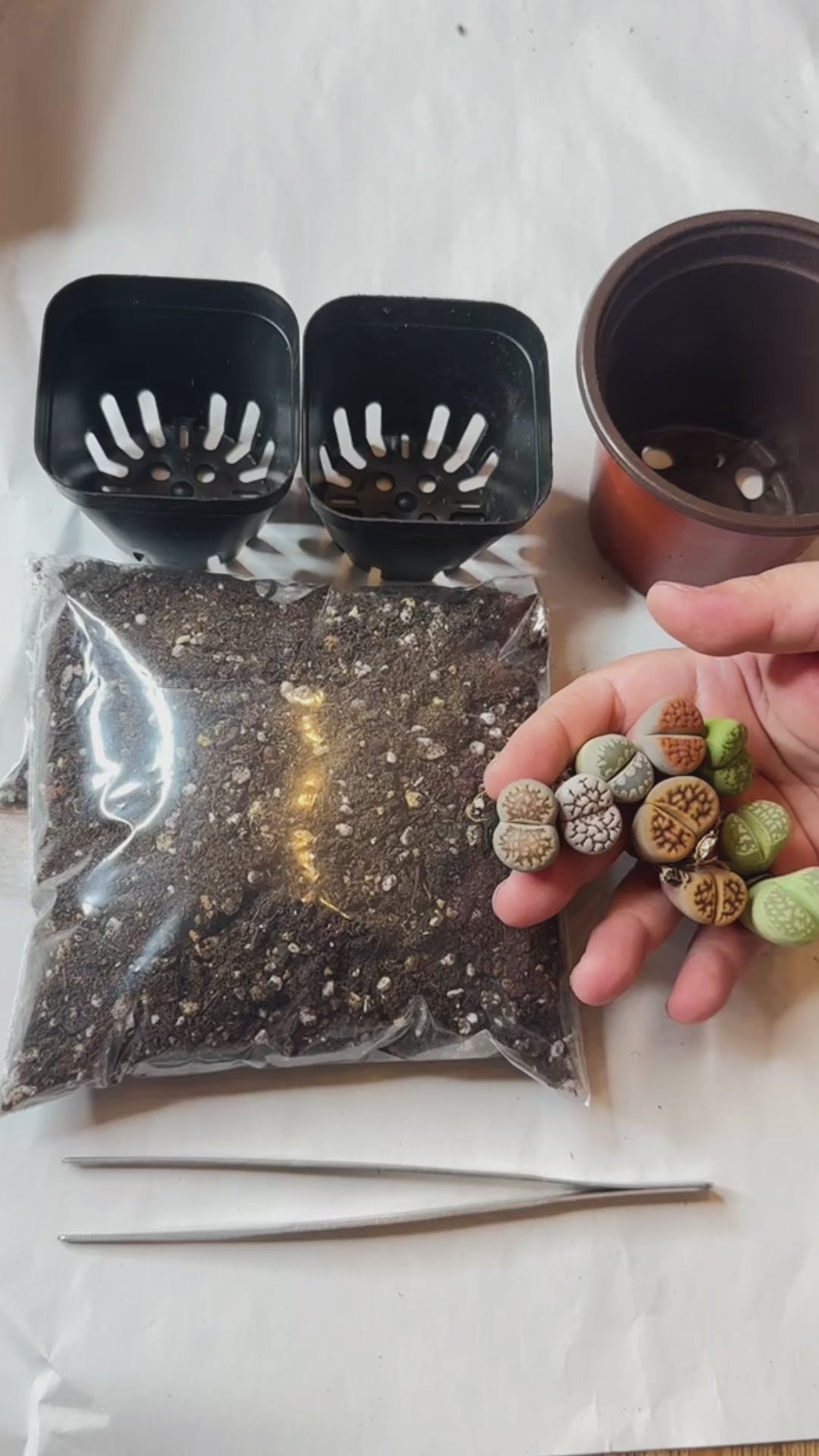 Colourful Lithops - New Starter Kit - 0