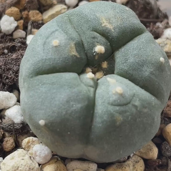 Lophophora williamsii, Button Cactus, Peyote