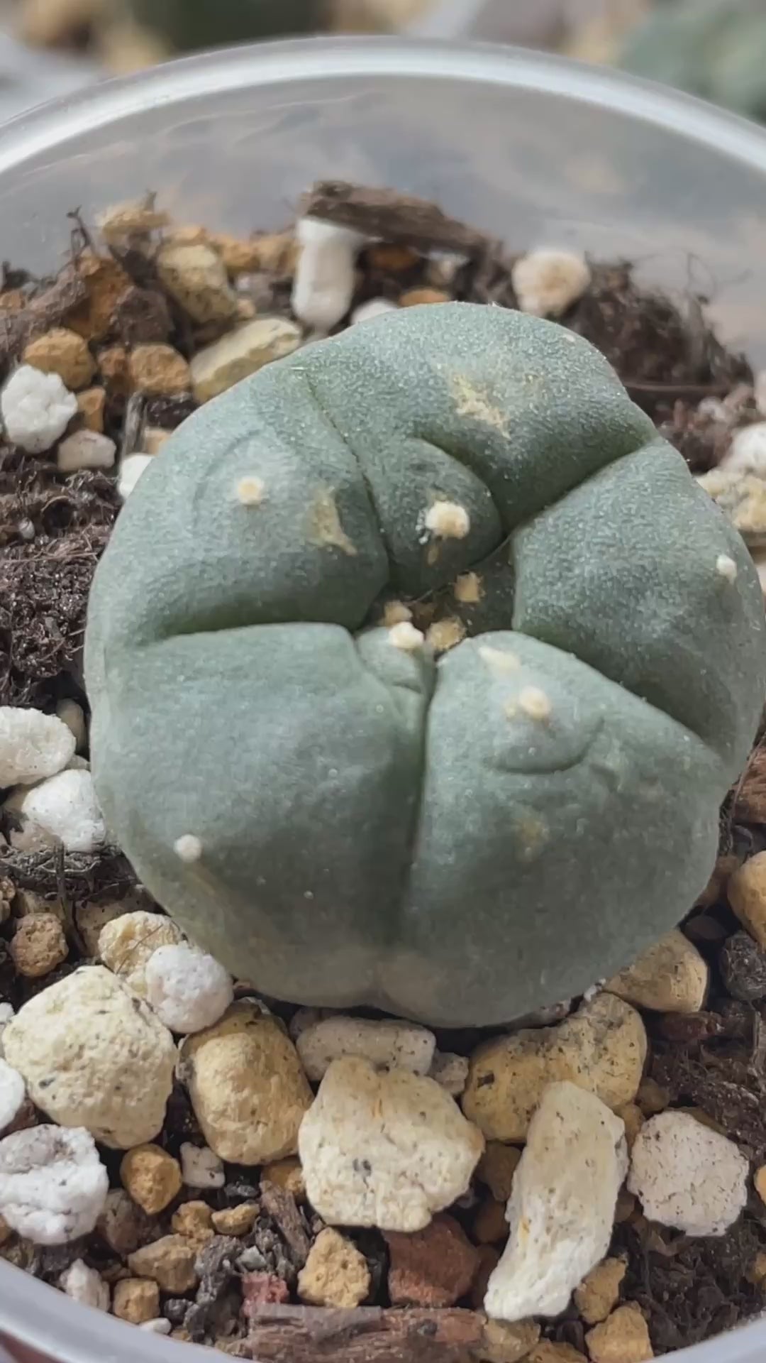 Lophophora williamsii, Button Cactus, Peyote