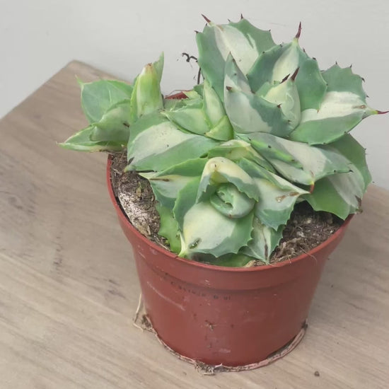 Agave ‘Ohi Raijin’ Variegated Succulent - 0