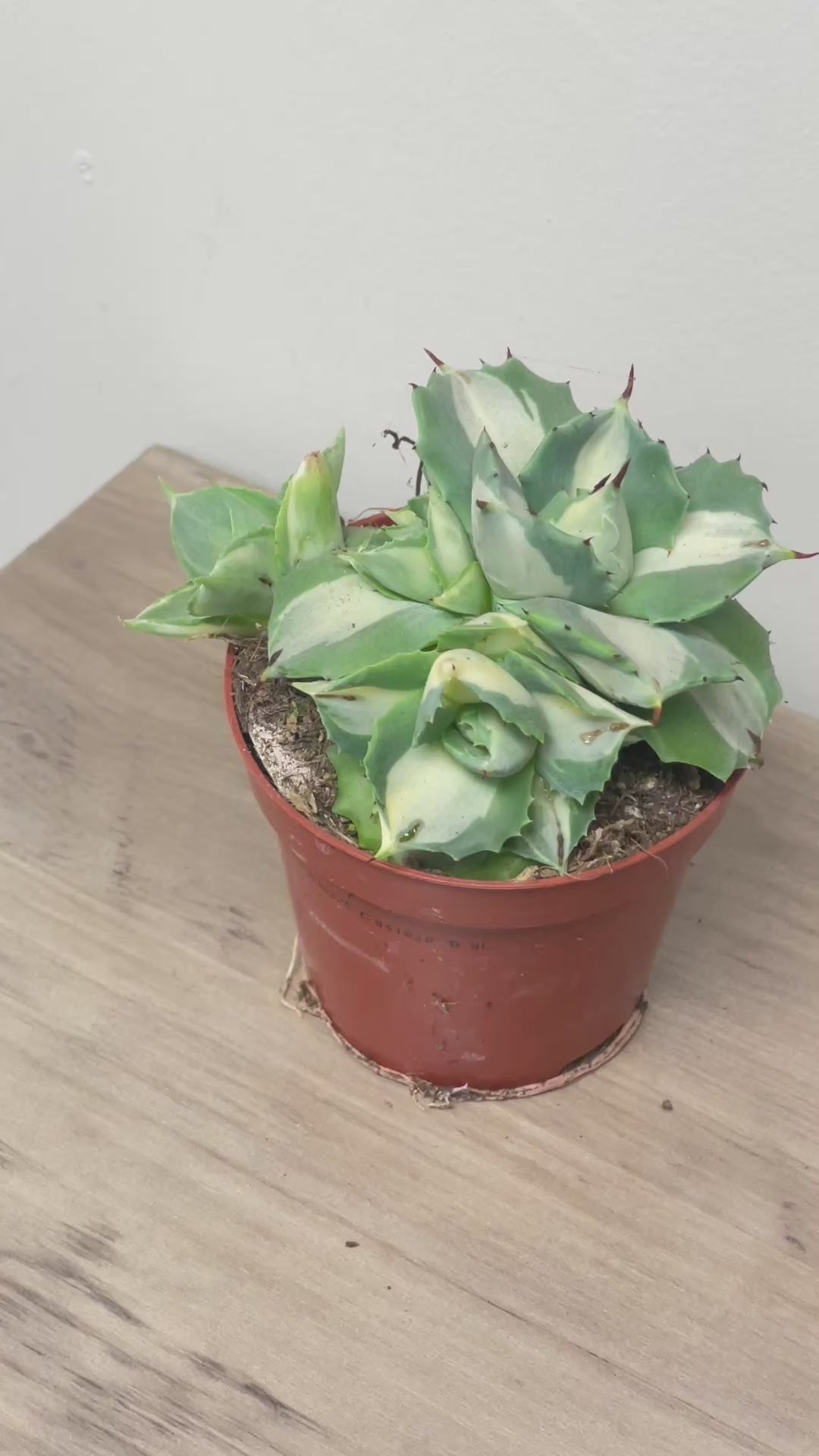 Agave ‘Ohi Raijin’ Variegated Succulent - 0