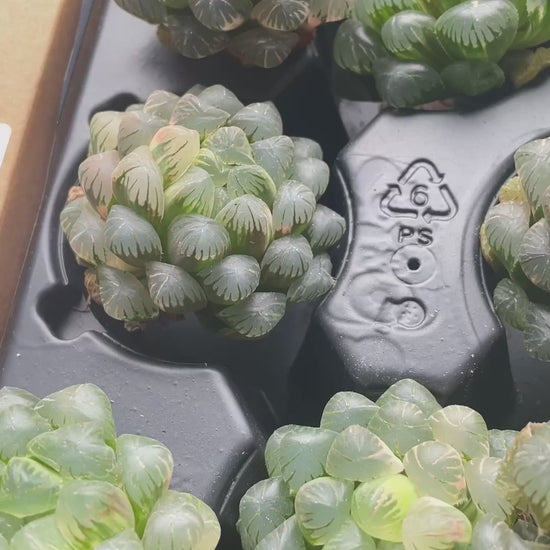 Haworthia cooperi var. Truncata Variegated 