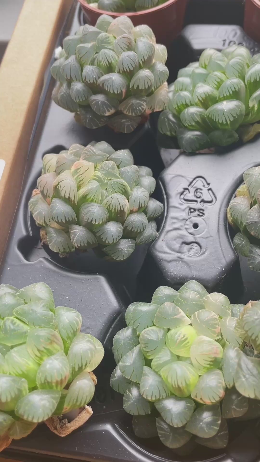 Haworthia cooperi var. Truncata Variegated 