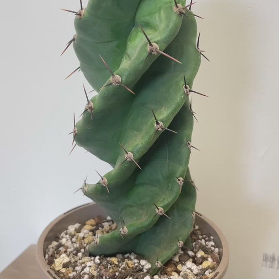 Cereus Forbesii Spiralis - 0
