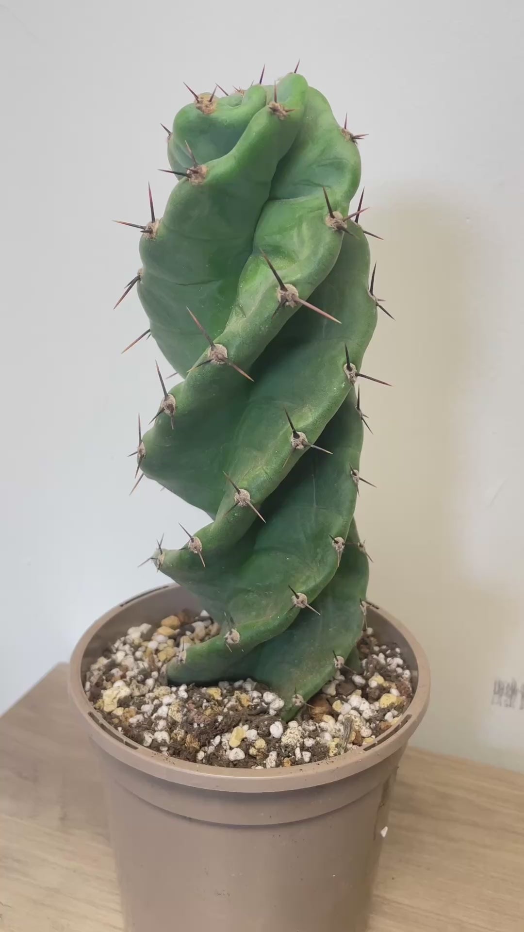 Cereus Forbesii Spiralis - 0