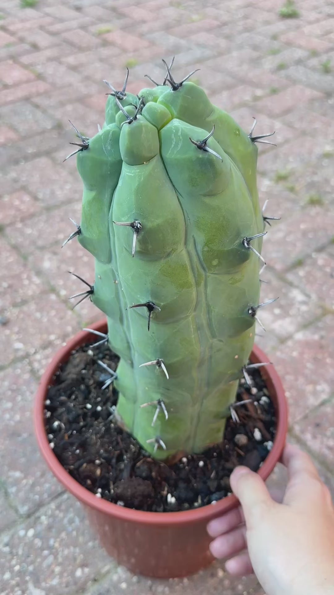 Rare Giant Trichocereus Pachanoi f. Mostruosa | One-of-a-Kind Collector Cactus