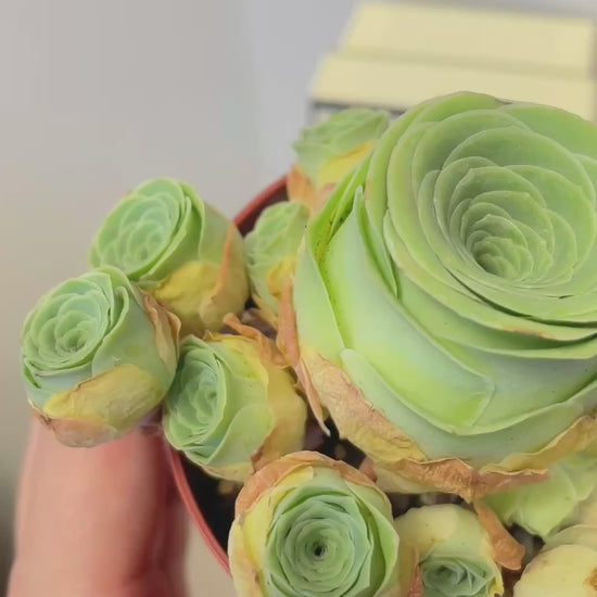 Green Mountain Rose Succulent