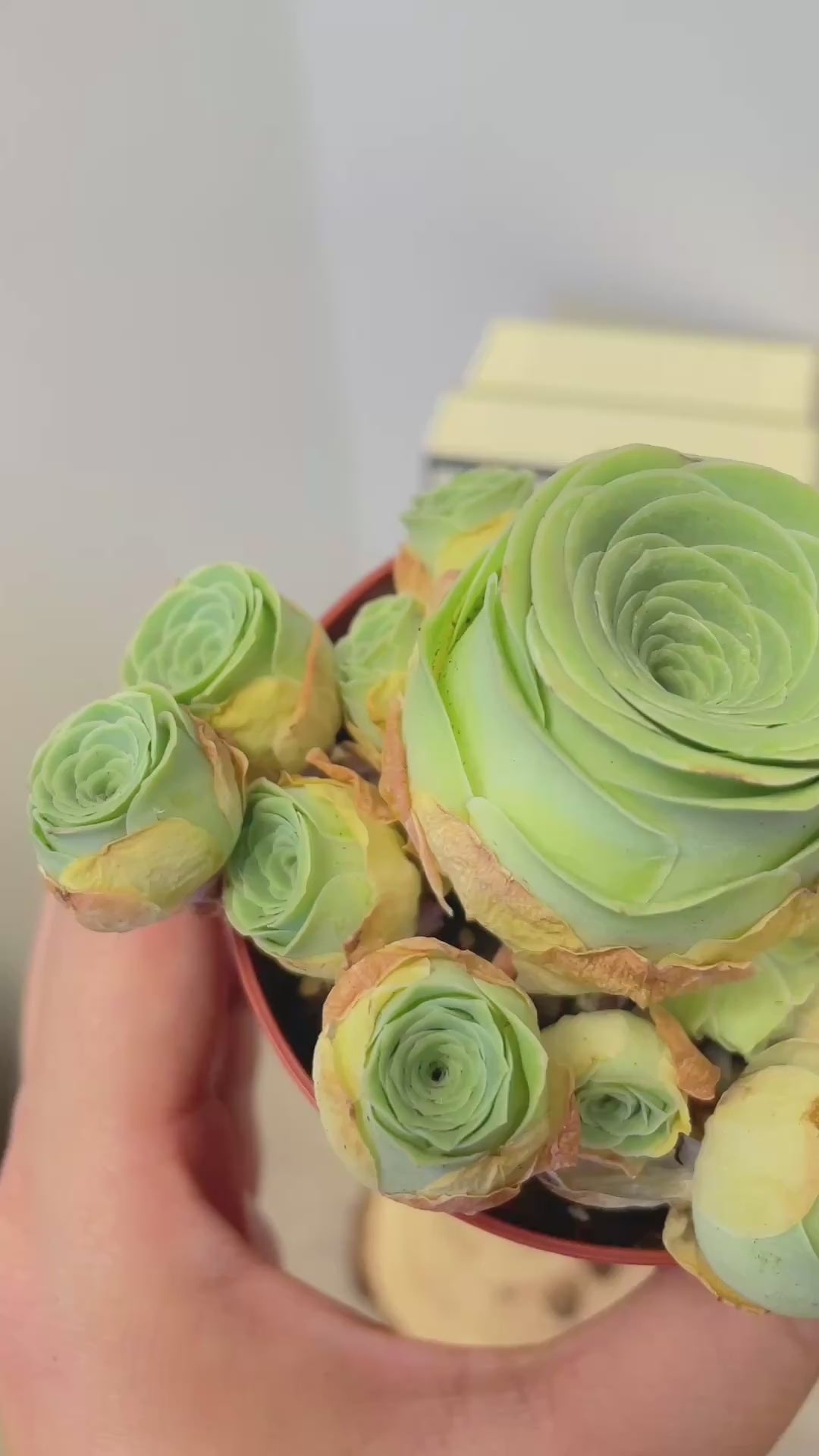 Green Mountain Rose Succulent
