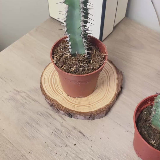 Euphorbia obesa/polygona/horrida/Polyacantha 