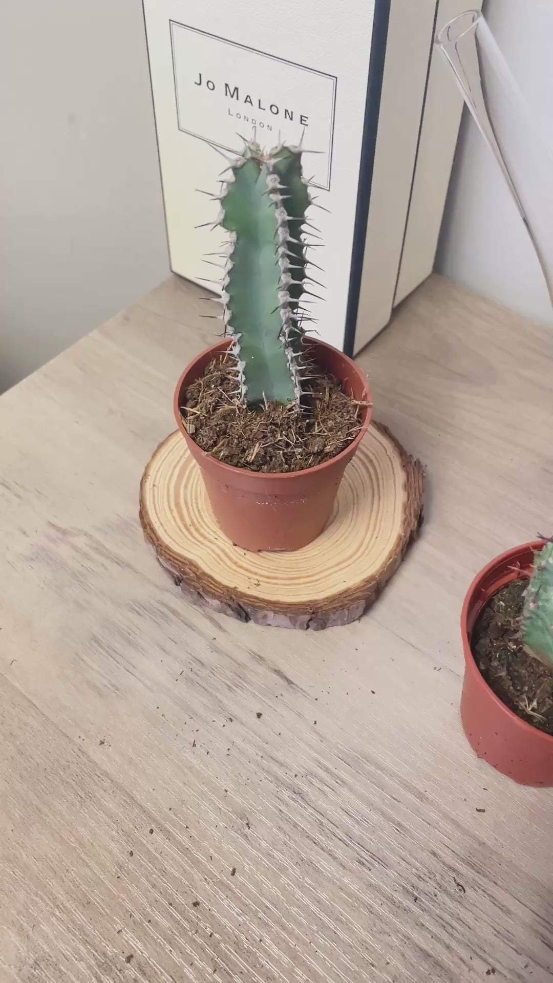 Euphorbia obesa/polygona/horrida/Polyacantha 