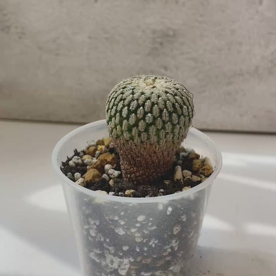 Mammillaria Pectinifera Cactaceae - 0