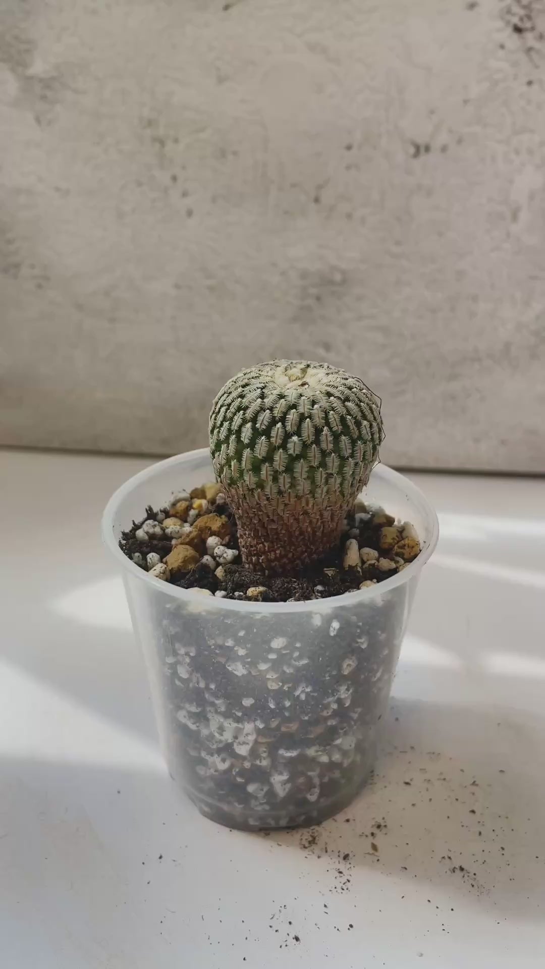 Mammillaria Pectinifera Cactaceae - 0