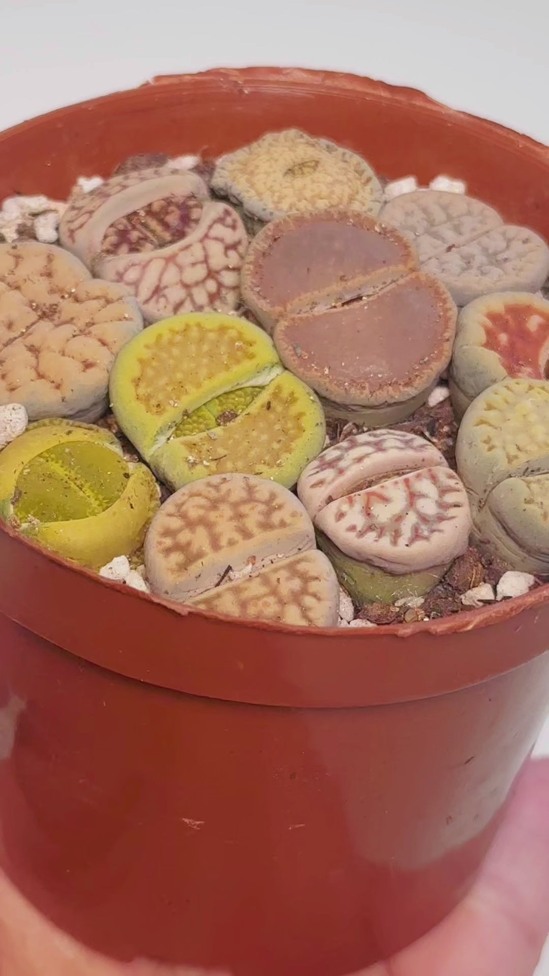 10pcs Mixed Lithops – Living Stones-Chic Chic Plants