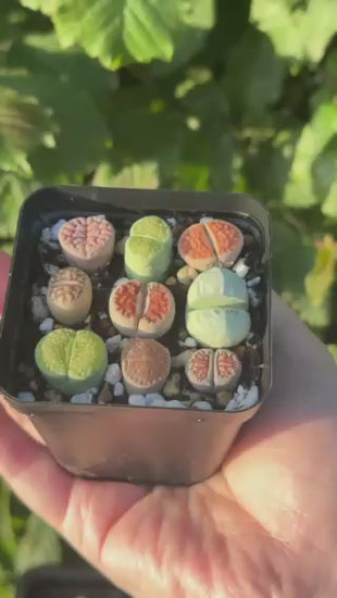 9pcs LithopS, Living Stone