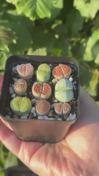 9pcs LithopS, Living Stone