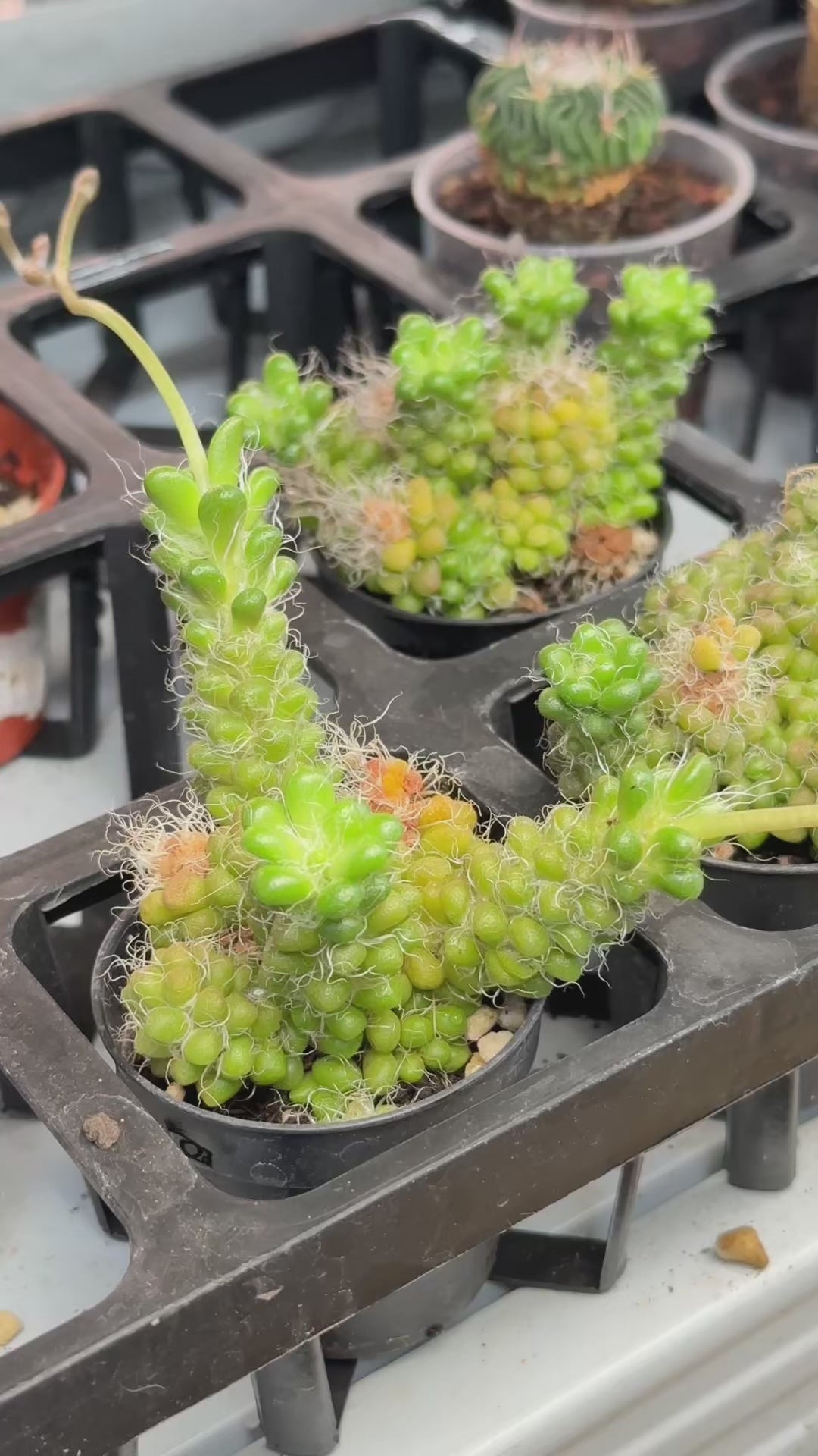 Anacampseros Crinita – Hairy Succulent Rosette Houseplant in 5cm Pot