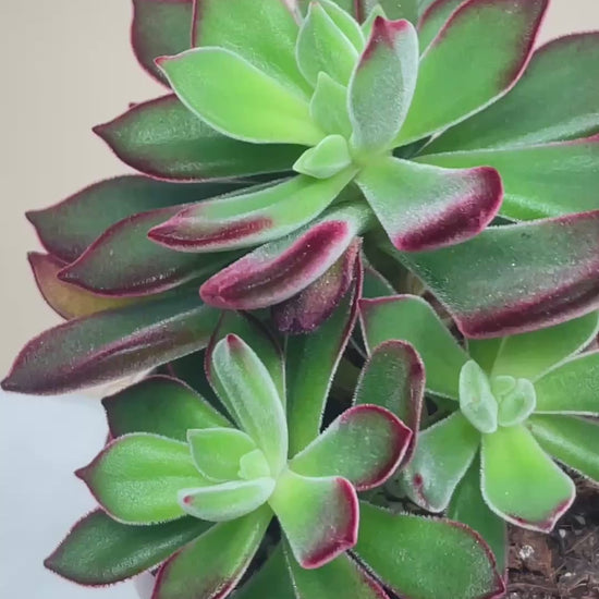 Close-up of a succulent plant with green and red leaves.