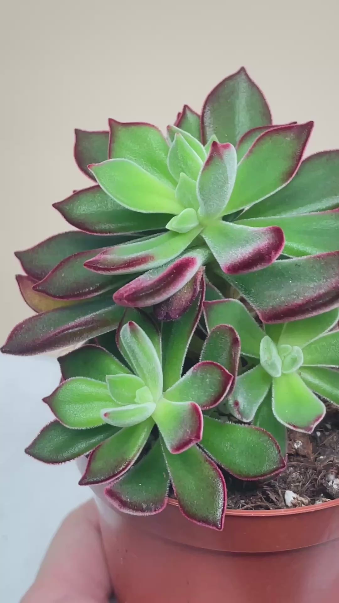 Close-up of a succulent plant with green and red leaves.