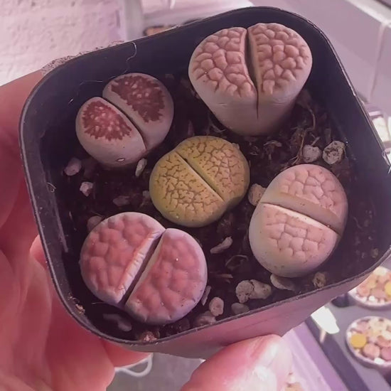 5pcs Premium Lithops Selection - chic chic plants 