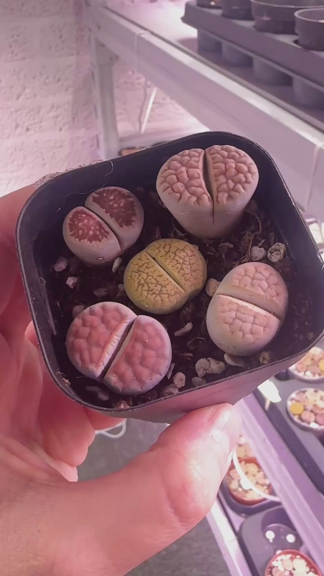 5pcs Premium Lithops Selection - chic chic plants 