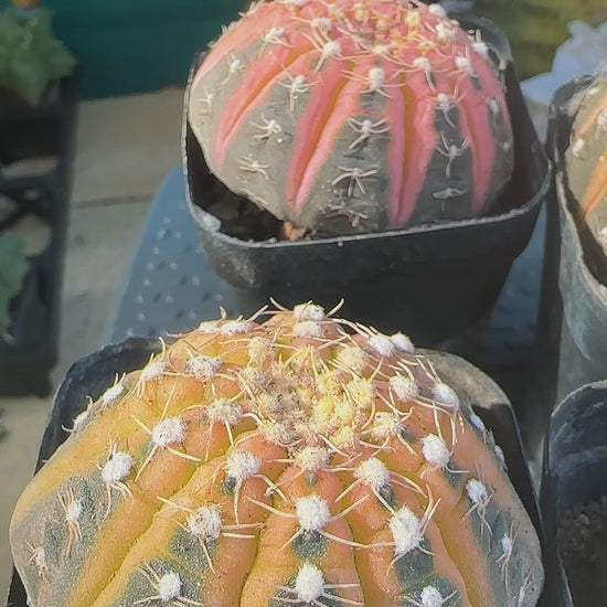 Colourful Variegated Gymnocalycium Live Cactus in 5cm Pot