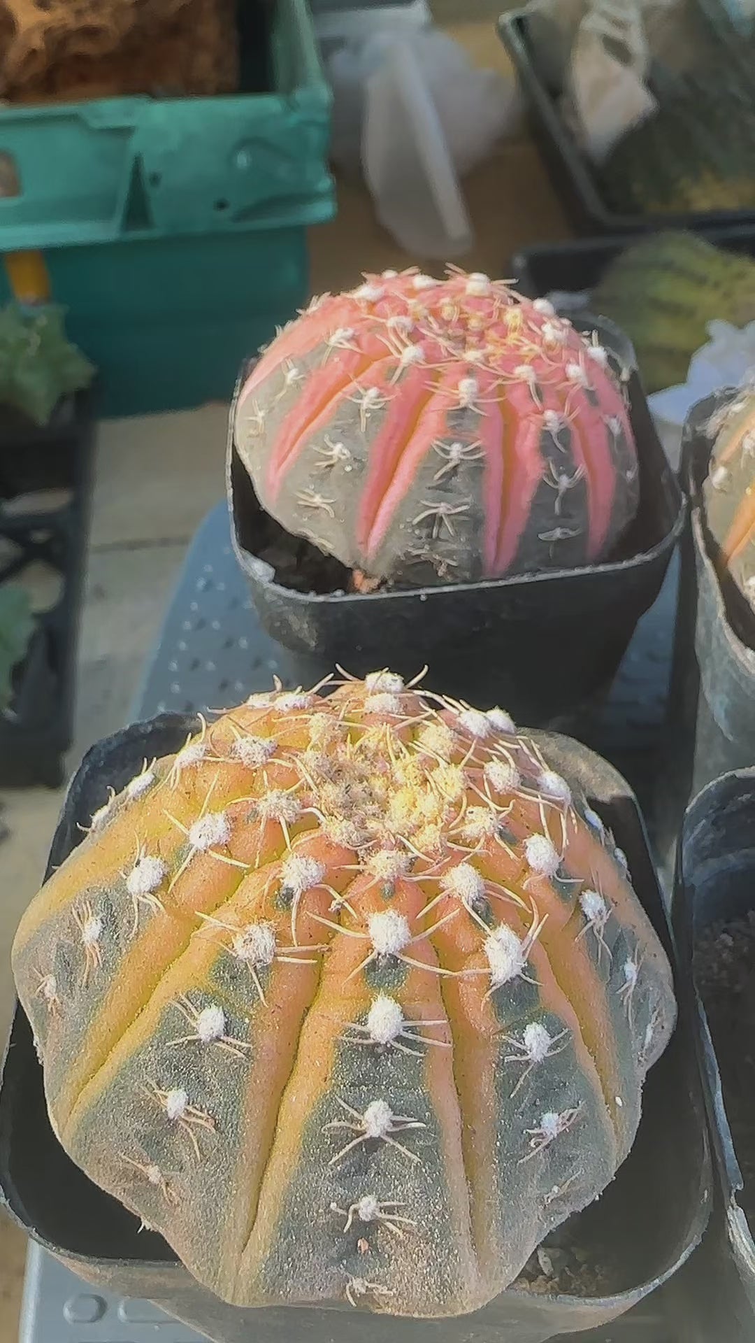 Colourful Variegated Gymnocalycium Live Cactus in 5cm Pot