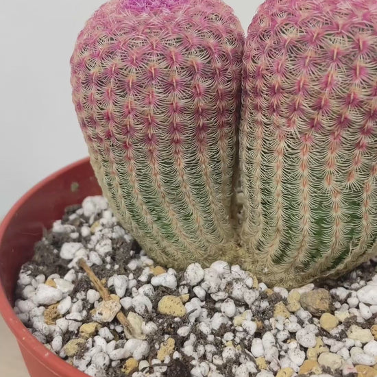 Echinocereus Rigidissimus, Rainbow Cactus