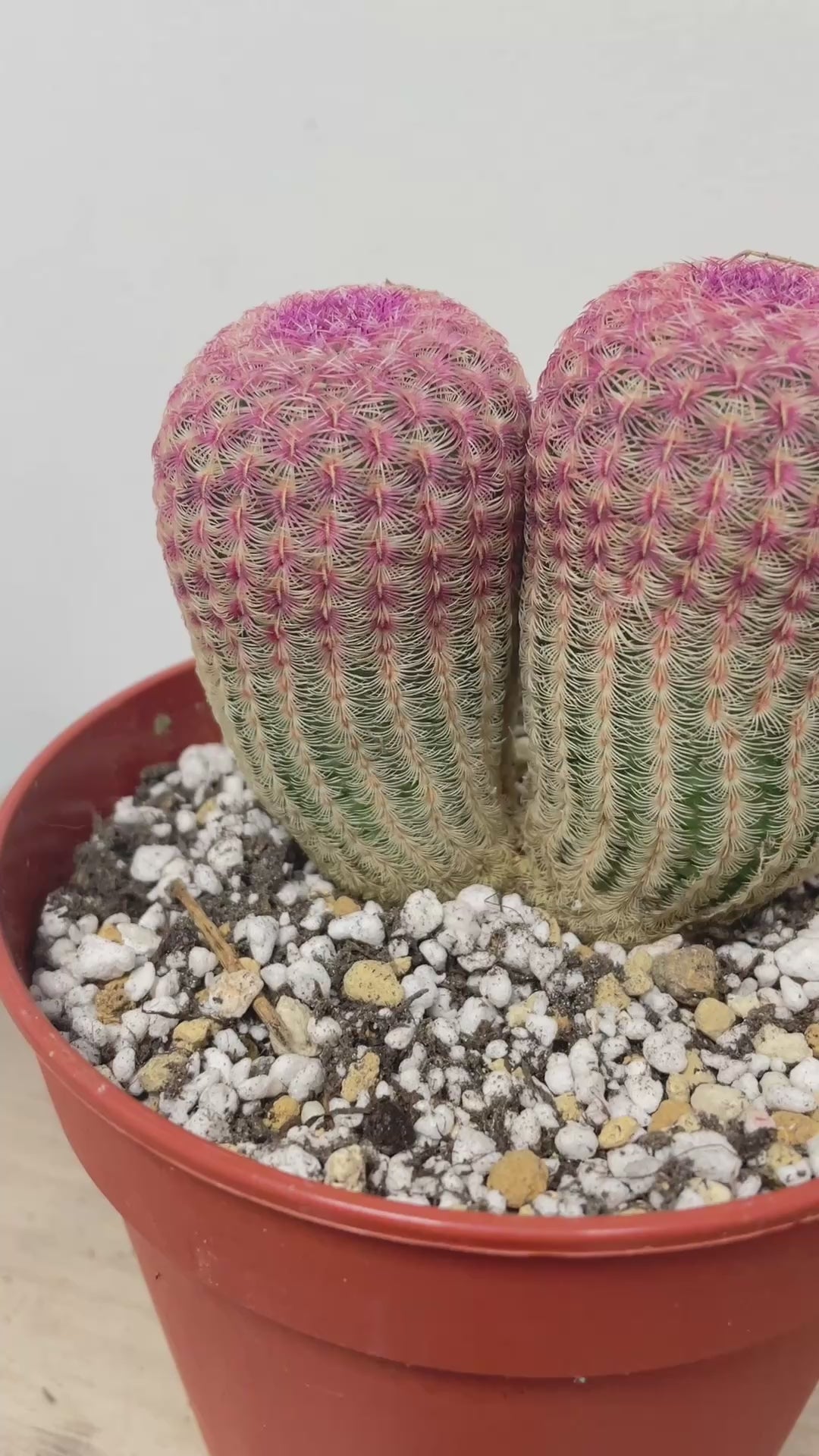 Echinocereus Rigidissimus, Rainbow Cactus