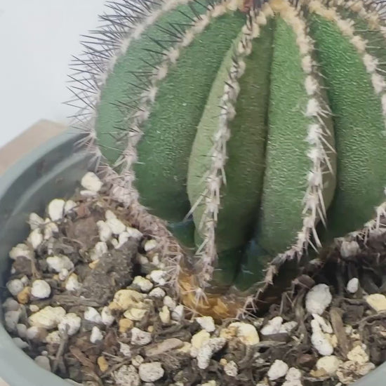 Uebelmannia pectinifer, Rare Cactus, Living Plants 
