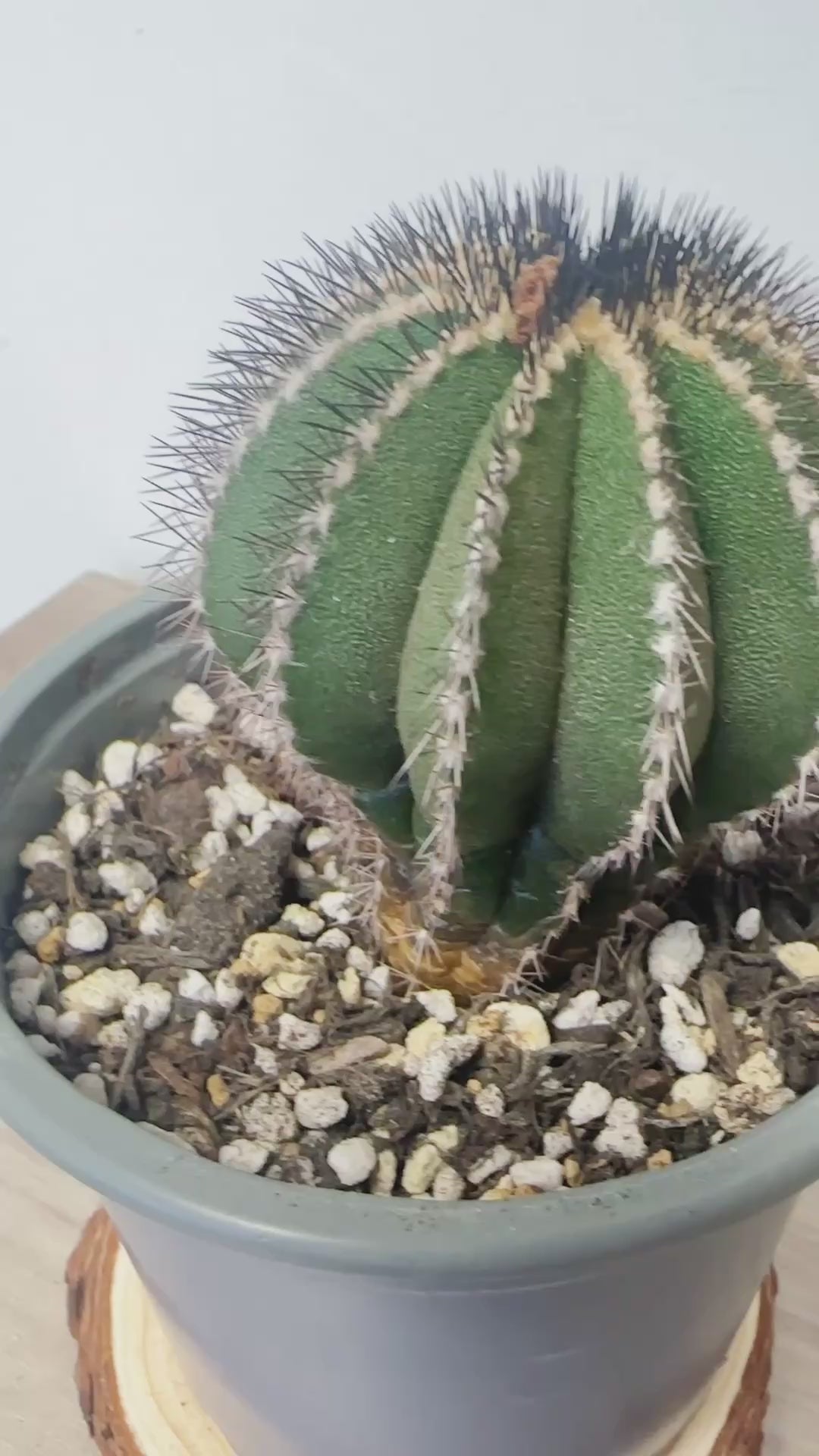 Uebelmannia pectinifer, Rare Cactus, Living Plants 