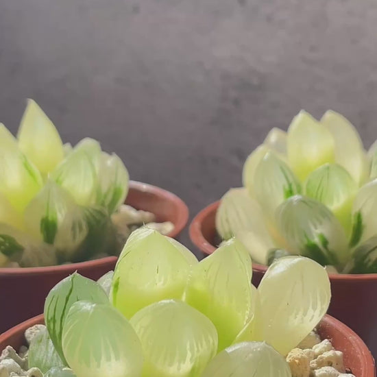 Haworthia Cooperi var Truncata Variegated -