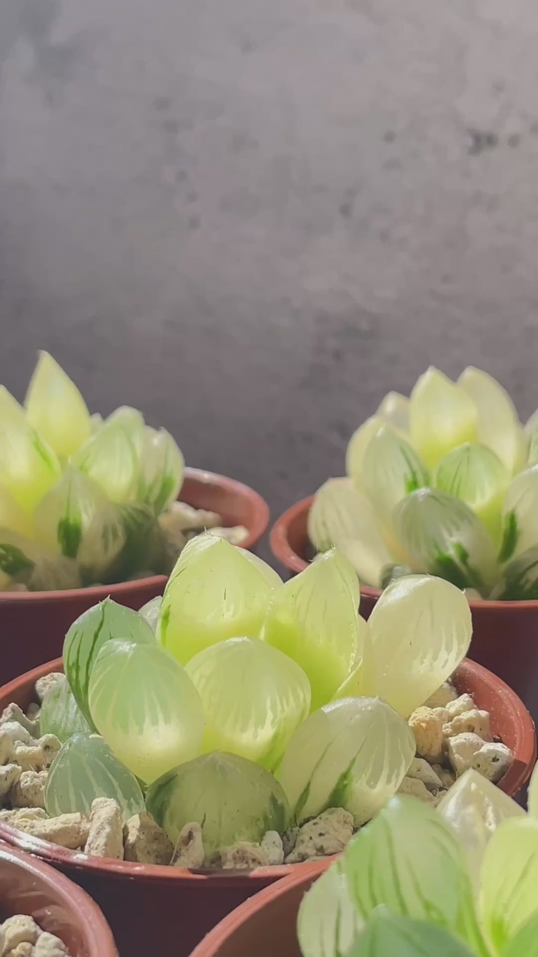 Haworthia Cooperi var Truncata Variegated -