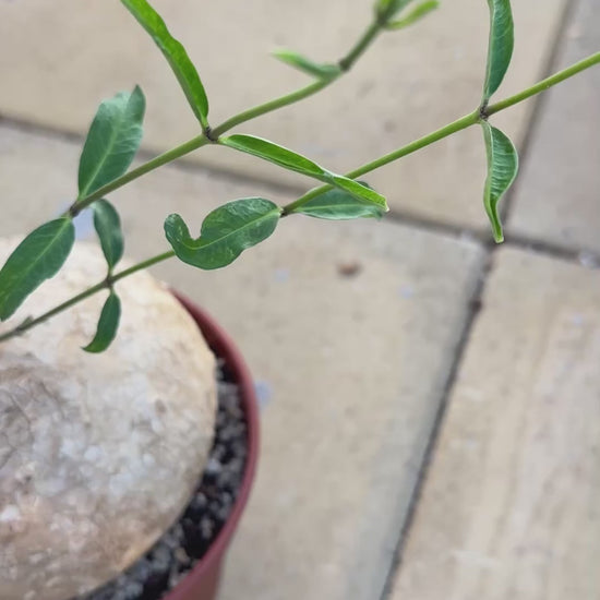  Rare Raphionacme Caudex Plant 06