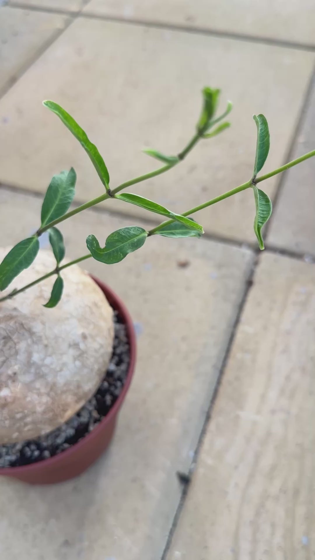  Rare Raphionacme Caudex Plant 06