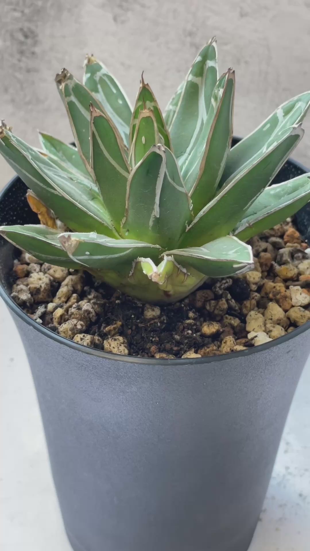 Agave Victoriae-Reginae T.Moore – Rare Queen Victoria Agave | Chic