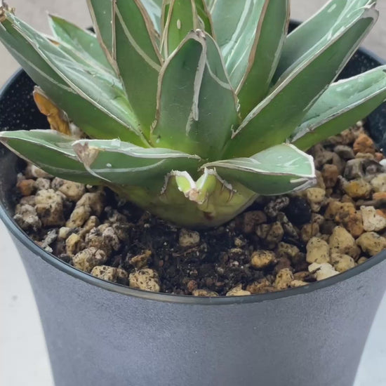 Agave 